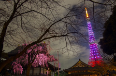 タワーと夜桜