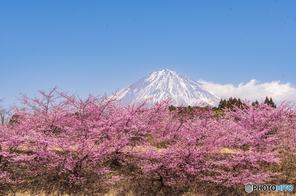 河津桜と富士山