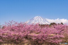 河津桜と富士山