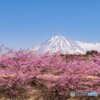 河津桜と富士山