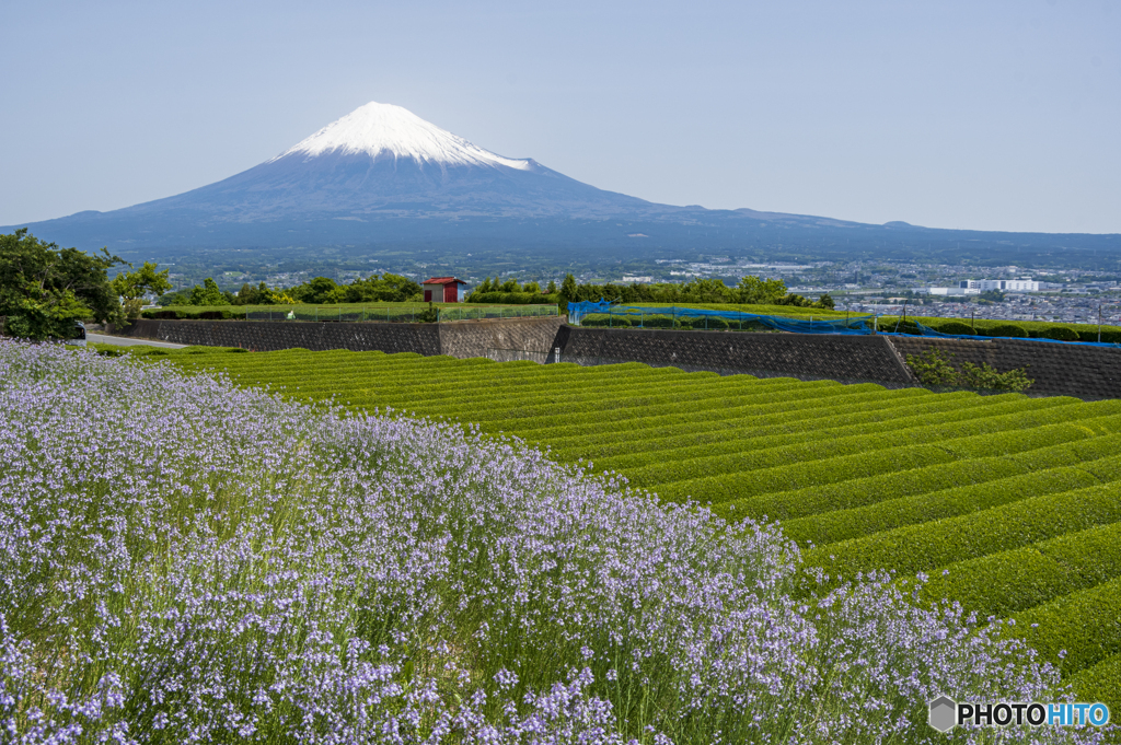 松葉海蘭と富士山
