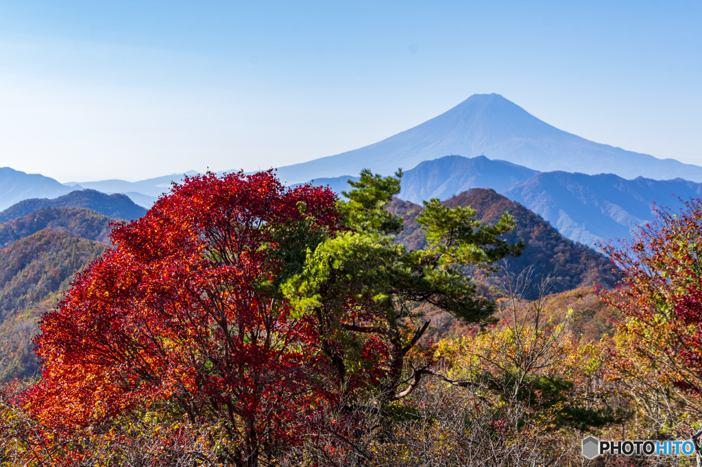 ハマイバの紅葉３