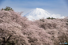 2024 岩本山公園の桜