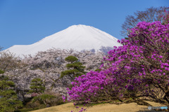 富士霊園のツツジと桜