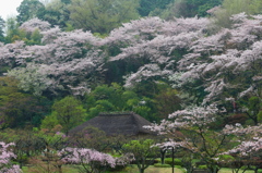 雨景