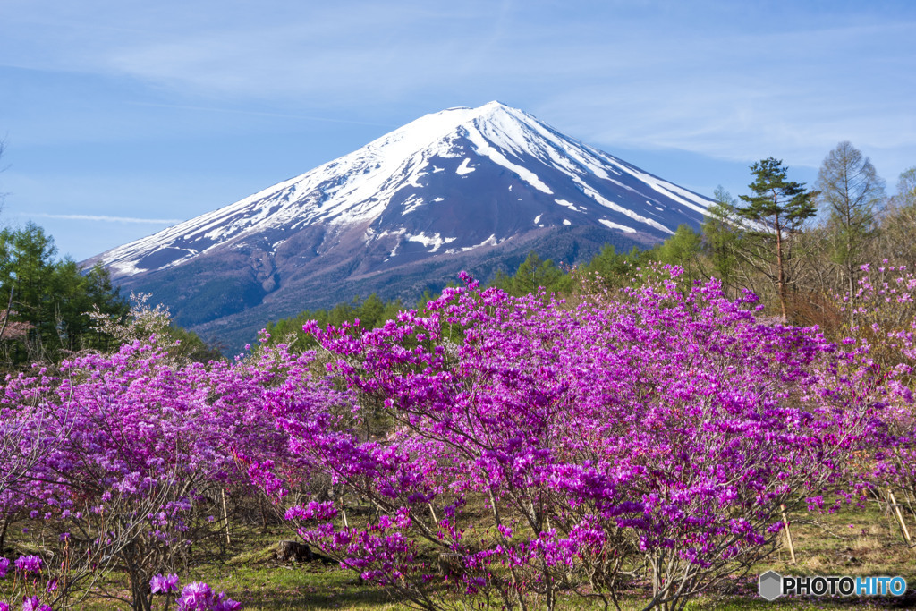 ミツバツツジと富士山