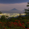 夜景とツツジ