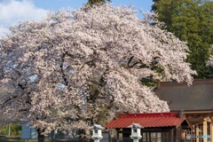 神社の桜