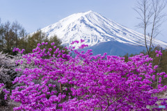 ツツジ咲く