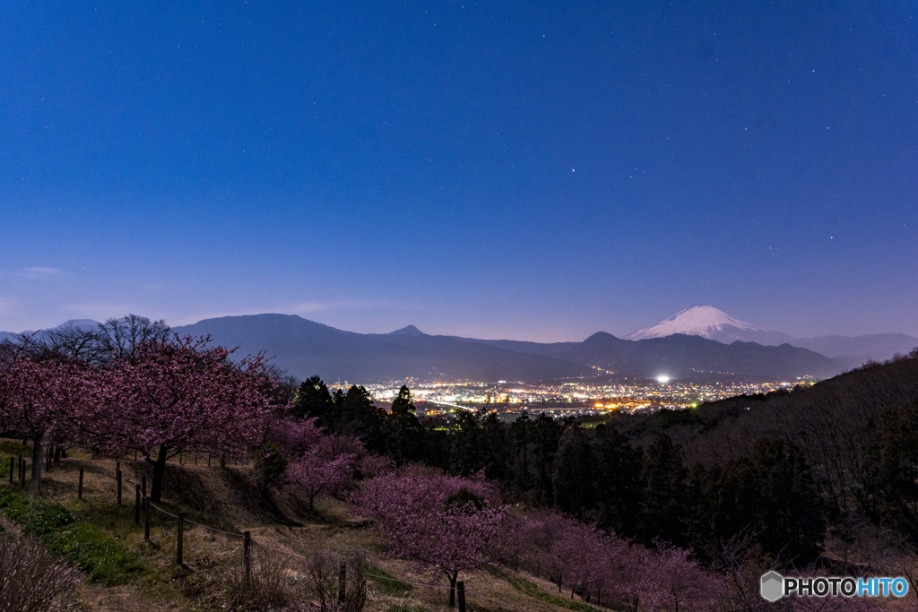 月光の桜見物