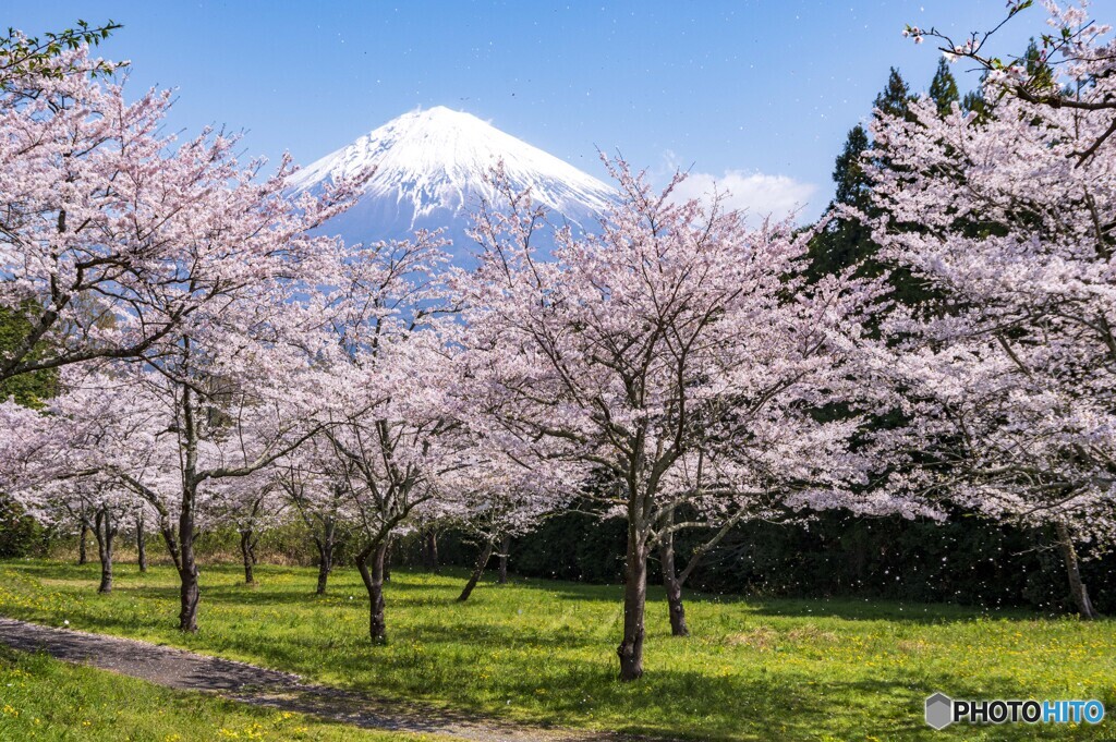 常灯ヶ峰の桜