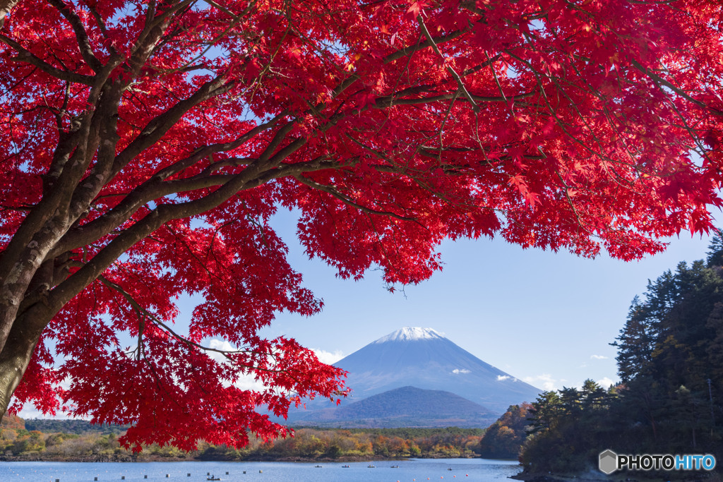精進湖の紅葉