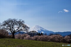 春めき桜と富士山
