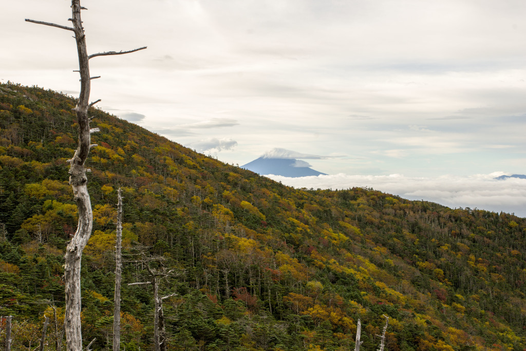国師ヶ岳の紅葉
