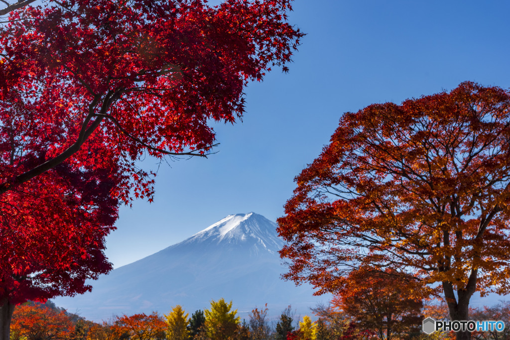 2025河口湖紅葉１