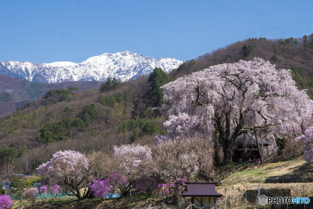勝間薬師堂しだれ桜