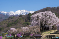 勝間薬師堂しだれ桜