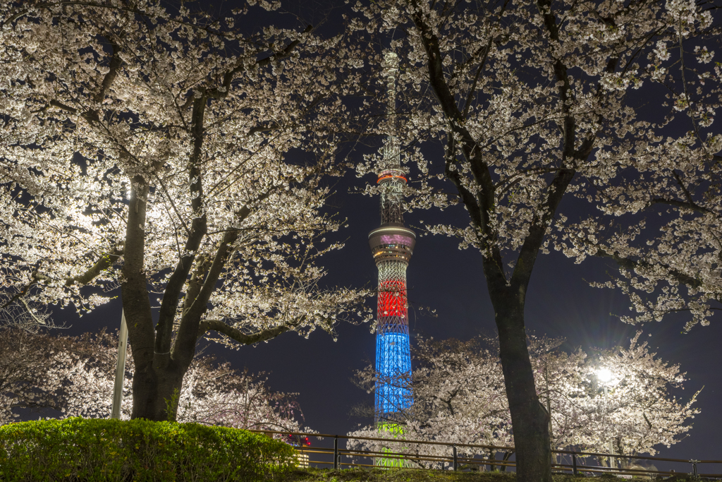 sakura&skytree