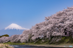 竜巖淵の桜 午後