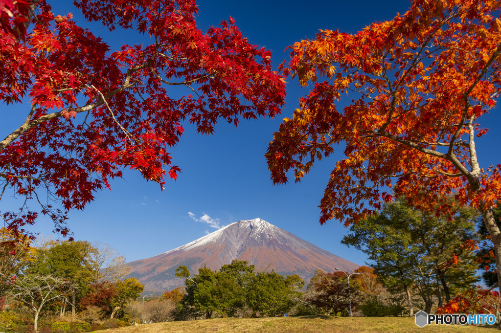 2023富士桜自然墓地公園の紅葉