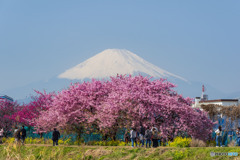 富士山＆河津桜２
