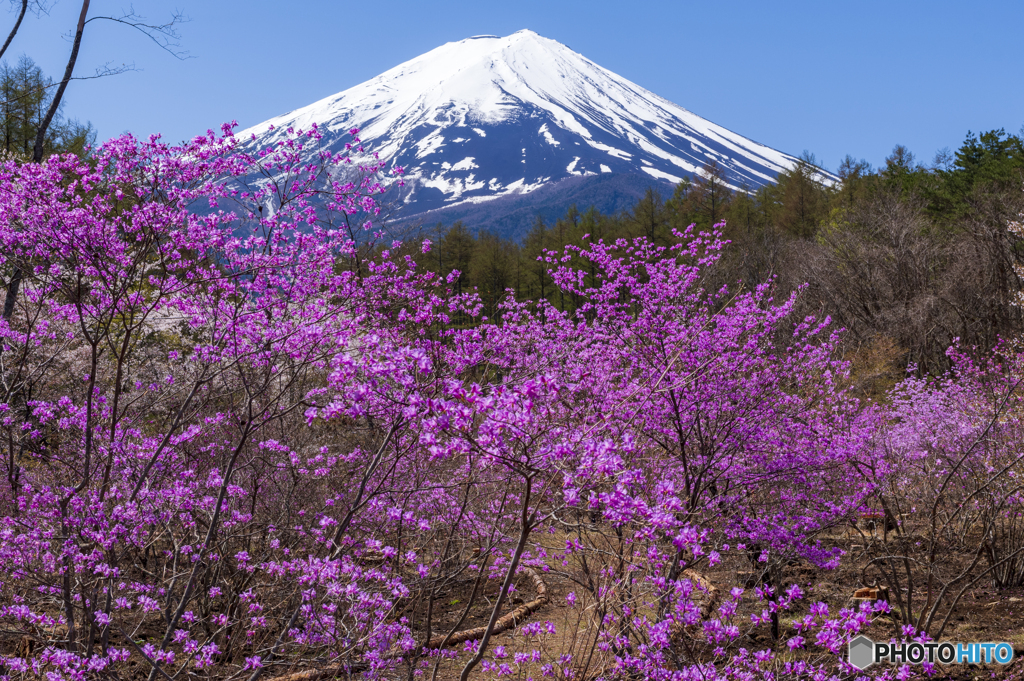 ミツバツツジと富士山２
