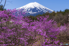 ミツバツツジと富士山２