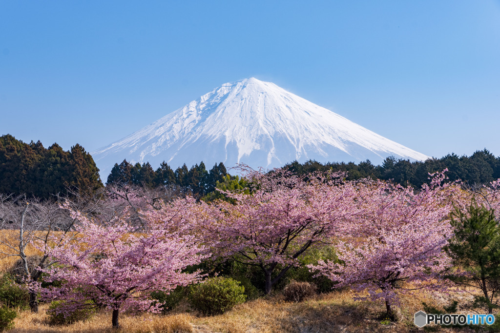大石寺の河津桜
