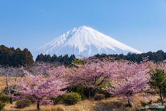 大石寺の河津桜