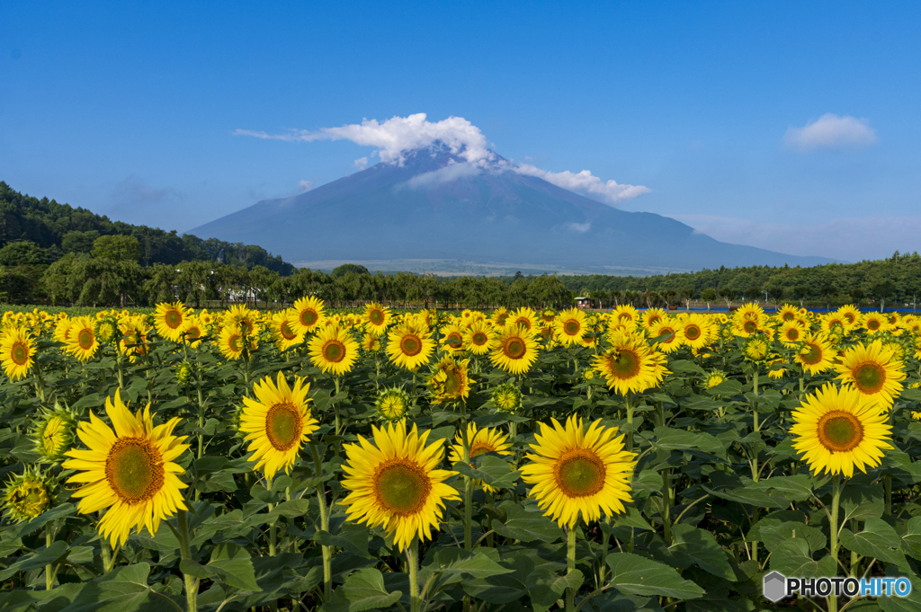 2023ひまわりと富士山