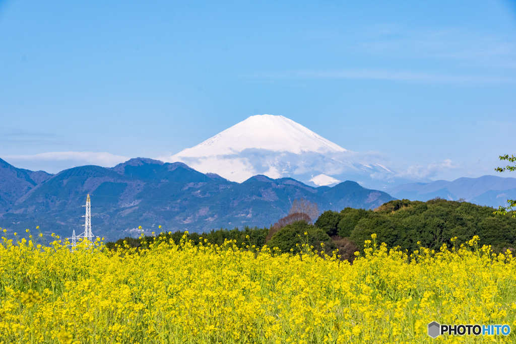 菜の花