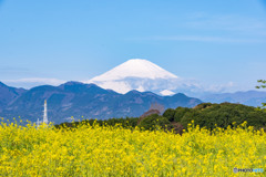 菜の花