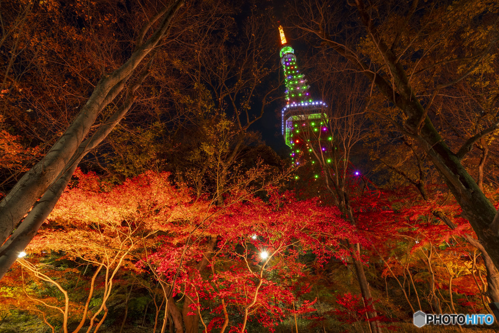タワーと紅葉