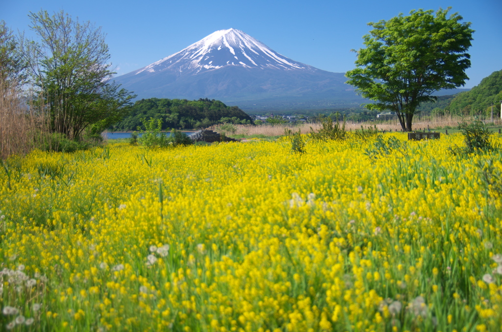 湖畔の春