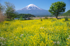 湖畔の春