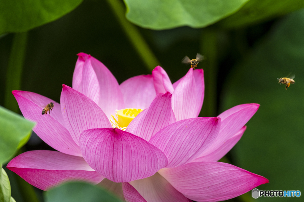 花粉集め