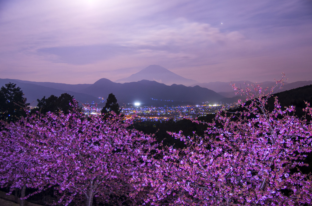 早咲き桜と富士山＆夜景
