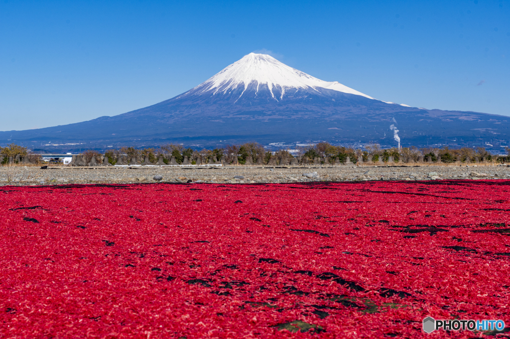 桜エビの天日干し