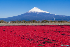 桜エビの天日干し