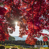長円寺の紅葉