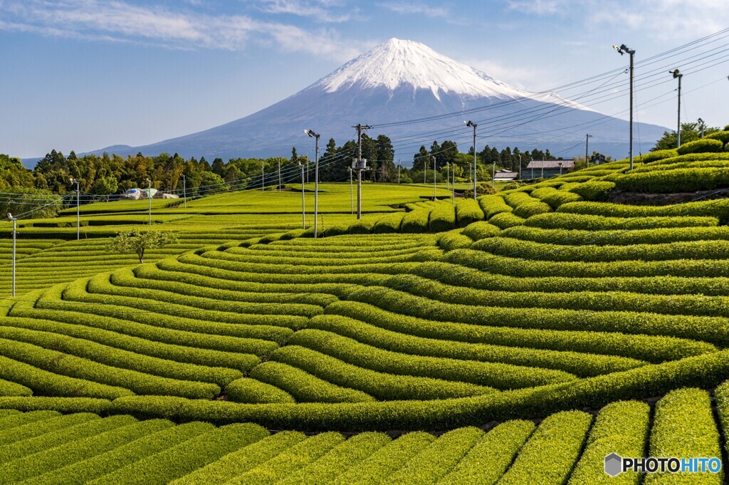 天間の茶畑