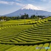 天間の茶畑