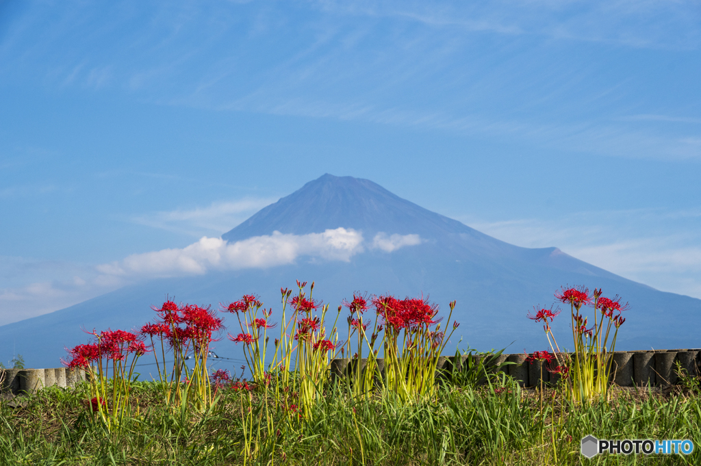 彼岸花と富士山