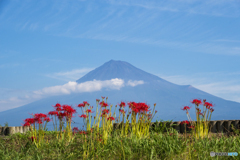 彼岸花と富士山