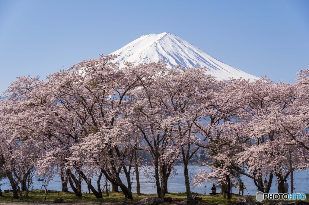 桜と富士山