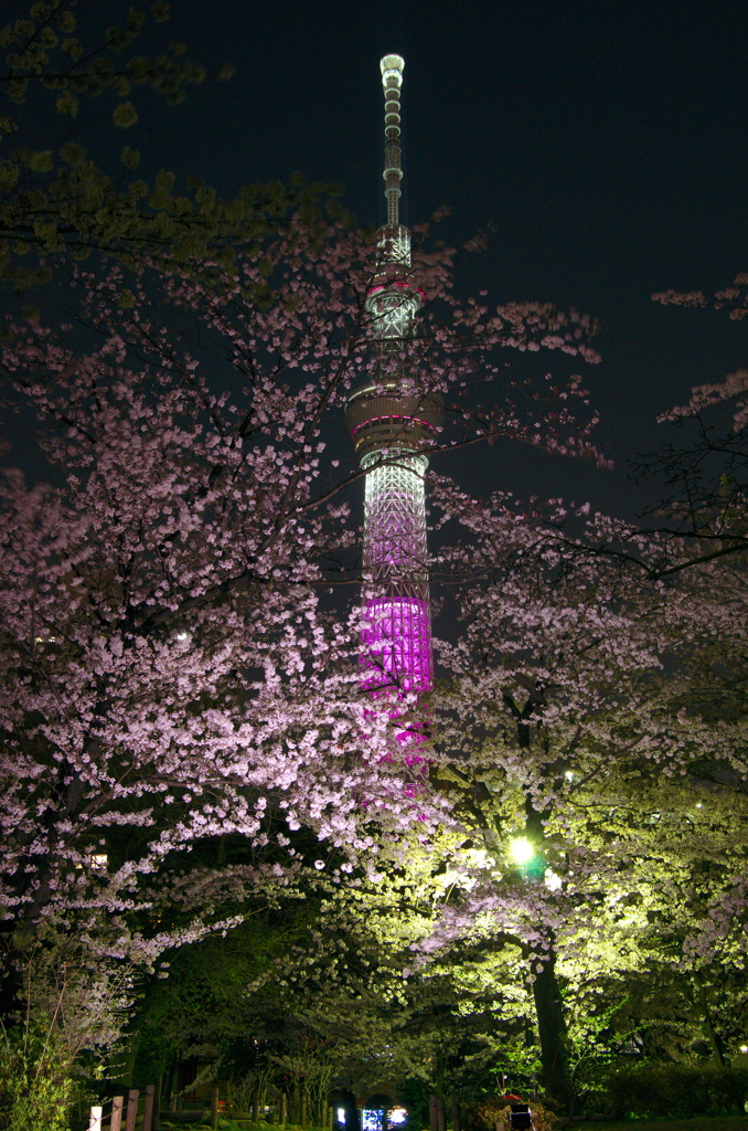 桜咲く