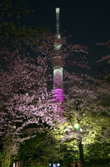桜咲く