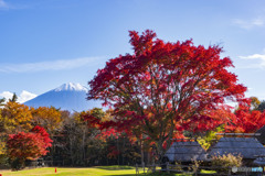 野鳥の森公園の紅葉