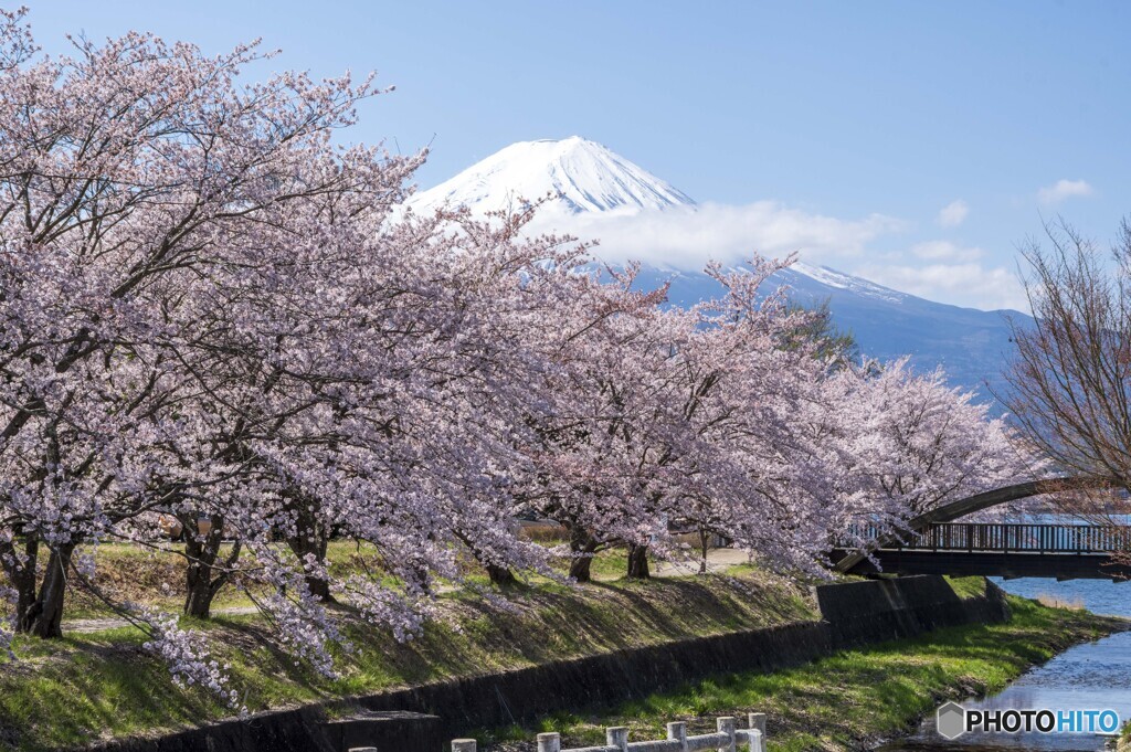 2021 河口湖の春