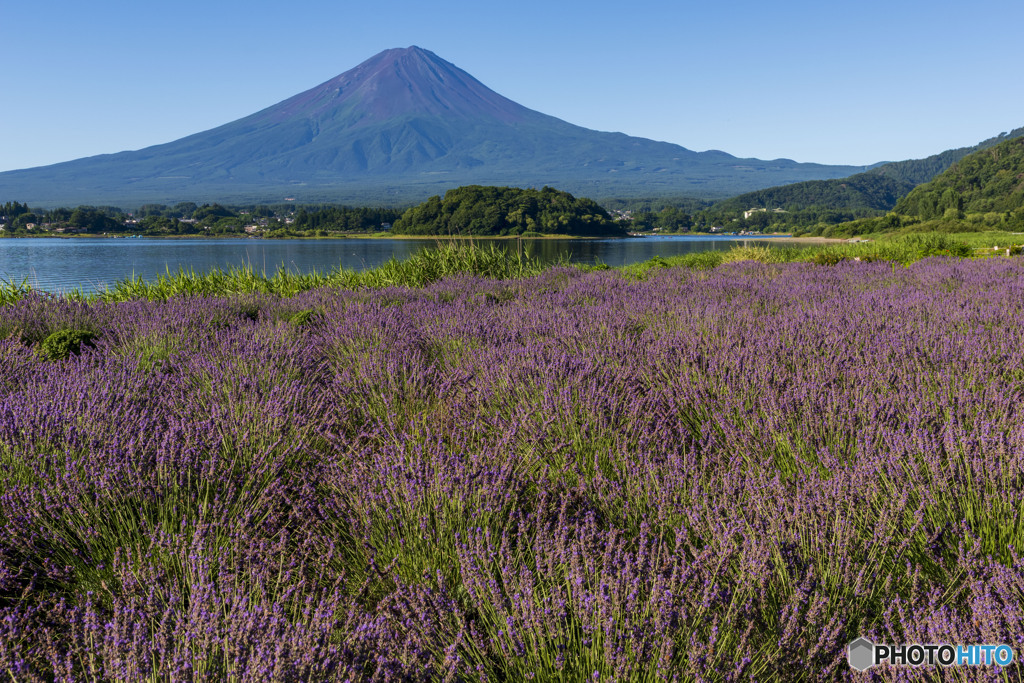 ラベンダーと富士山